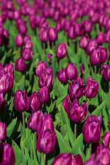 Obraz premium Spring background with purple tulips flowers. beautiful blossom tulips field. spring time. banner, copy space
