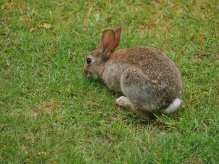 Kaninchen auf der Wiese