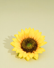 Sunflower flower isloted on pastel green background. Copy space.