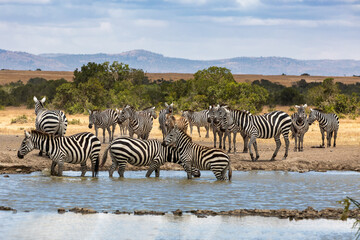 Fototapeta na wymiar A Dazzle (Herd) of Zebras at the Watering Hole, Ol Pejeta Conservancy, Nanyuki, Kenya, Africa