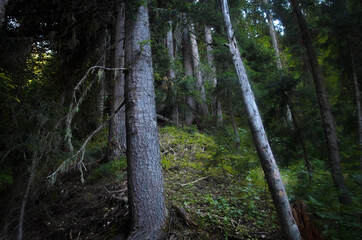 The misty forest in the morning