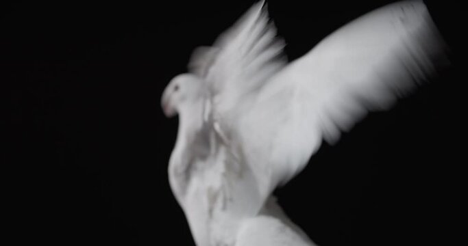 Studio footage of a pigeon taking off in the studio, flying, white dove, 4k