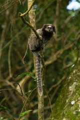 Cute sagui/sagoin on a branch in south Brazil