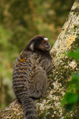 Little zaris on a tree