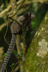 Little monkey on a tree