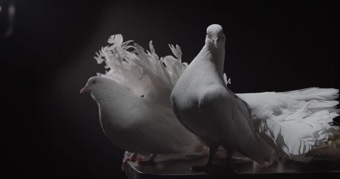 Two amazing white doves with fluffy tails are looking around, studio, 4k