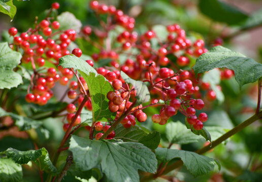 arbrisseau aux baies rouges