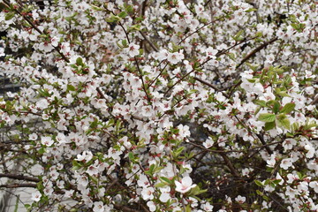blossom in spring