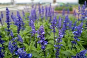 北海道札幌市の羊ヶ丘展望台付近の風景 Scenery near Hitsujigaoka Observation Hill in Sapporo, Hokkaido, Japan. 