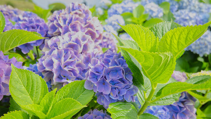 Obraz premium 三色紫陽花