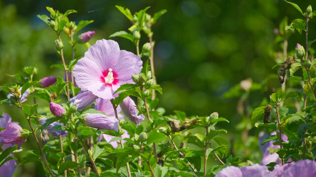 アオイ科の植物 Images Browse 59 Stock Photos Vectors And Video Adobe Stock アオイ科の植物 Images Browse 59 Stock Photos Vectors And Video Adobe Stock