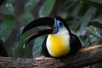 toucan in the zoo