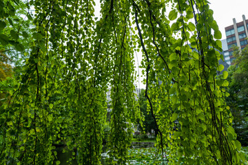 北海道札幌市周辺の風景 Scenery around Sapporo City, Hokkaido 