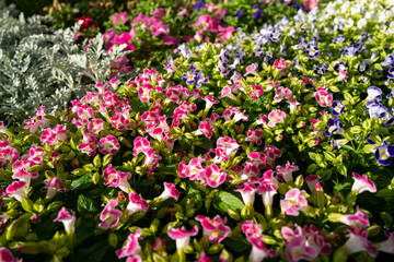 北海道札幌市周辺の風景 Scenery around Sapporo City, Hokkaido 