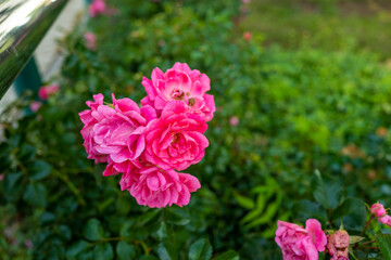 北海道札幌市周辺の風景 Scenery around Sapporo City, Hokkaido 