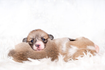 Dwa wypoczywające szczeniaki © nitka_zaplatana