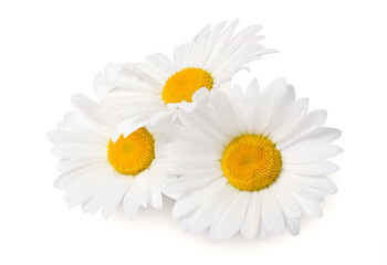 Daisy flowers isolated on white. Full depth of field.