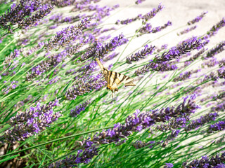 pale yellow butterfly on lavender flowers in summer