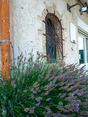 lavender in front of house in village in the French Riviera back country in summer