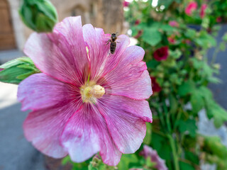 close view of pale purple hollyhock flower with bee