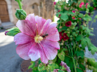 close view of pale purple hollyhock flower with bee