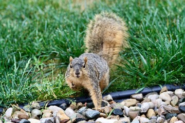 Squirrel Watching Me Very Closely