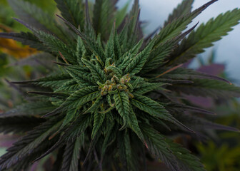 Marijuana flower seen from above, with trichomes and resin at the tip of its flower, many green and violet leaves.