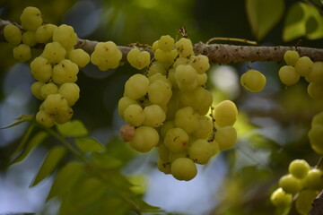 grapes on vine