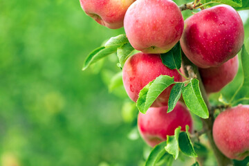 Apple tree close-up on branch full of red apples