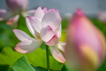 Naklejka premium 森川花はす田