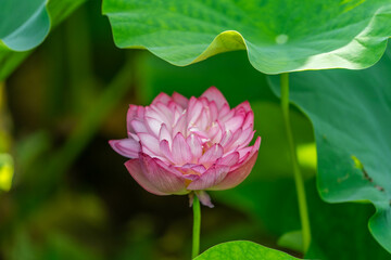 森川花はす田