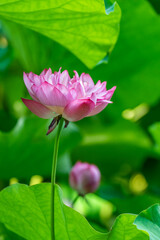 Fototapeta premium 森川花はす田