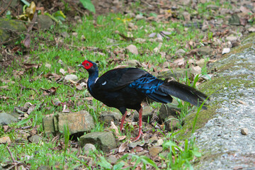 Male adult Svensson's Pheasant (Lophura swinhoii) Secretive, handsome endemic pheasant in the mountains of Taiwan. New Taipei City, Taiwan. 2021.