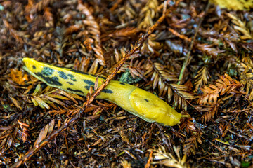 Close up of a banana slug with black spots in the forest, Mendocino, California, United States.
