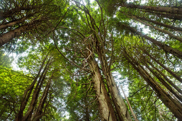 Fototapeta premium Mendocino forest along the California coast, United States.