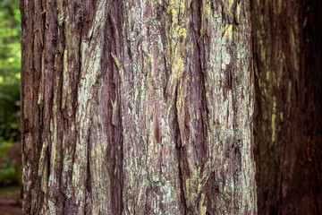 Tree trunk in Mendocino forest along California coast, United States.