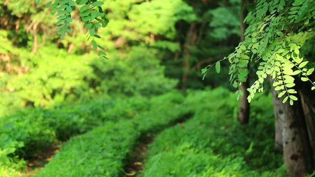 森の小径　夏の森林