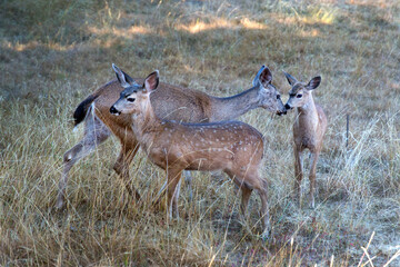Deer passes by dry grass in Mendocino forest, California, United States.