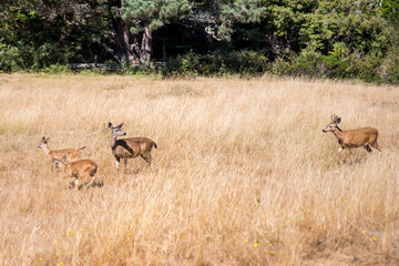 Deer passes by dry grass in Mendocino forest, California, United States.