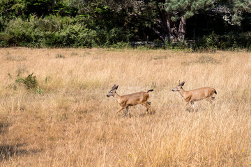 Naklejka na ściany i meble Deer passes by dry grass in Mendocino forest, California, United States.