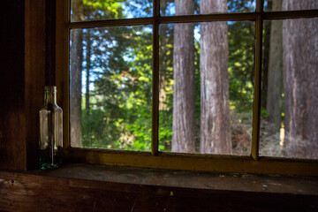 View from a wooden cottage window into a forest. Mendocino, California.