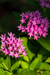 Start flower ors star cluster with botanical name Pentas Lanceolata such a beautiful small flower in the garden