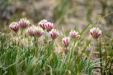 pink flowers in the grass