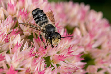 Western Leafcutter Bee on Sedum flower. Insect and wildlife conservation, habitat preservation, and...