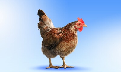 Hen.