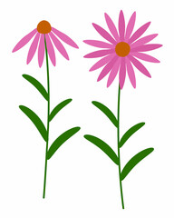 Echinacea purpurea healing flower vector medical illustration isolated on white background in flat design, echinacea healing herb icon. Two kinds of flower.