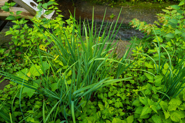 東京都八王子市の高尾山を登山している風景 Scenery of climbing Mt. Takao in Hachioji City, Tokyo.