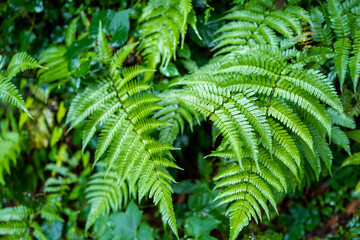 東京都八王子市の高尾山を登山している風景 Scenery of climbing Mt. Takao in Hachioji City, Tokyo.