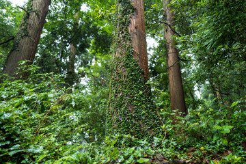 東京都八王子市の高尾山を登山している風景 Scenery of climbing Mt. Takao in Hachioji City, Tokyo.