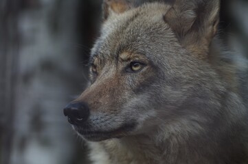 Fototapeta premium Portrait of an animal. A wild wolf. Almost indistinguishable from a dog. Thick, long hair. A very serious look. A wolf's howl.